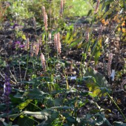 Persicaria amplexicaulis Rosea_