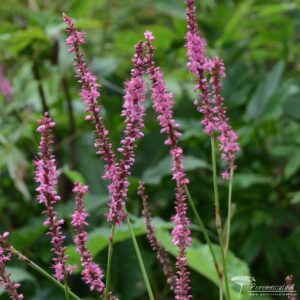 Persicaria amplexicaulis September Spires