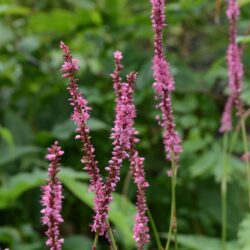 Persicaria amplexicaulis September Spires