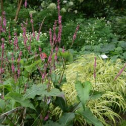 Persicaria amplexicaulis September Spires