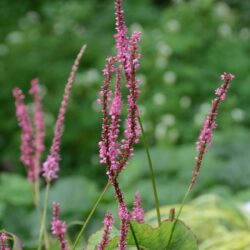 Persicaria amplexicaulis September Spires