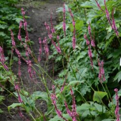 Persicaria amplexicaulis September Spires