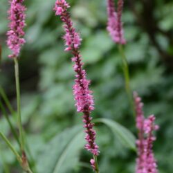 Persicaria amplexicaulis September Spires