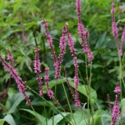 Persicaria amplexicaulis September Spires