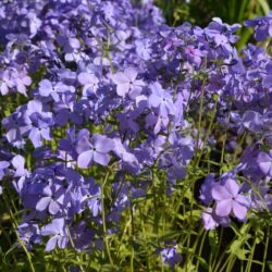 Phlox divaricata Blue Moon