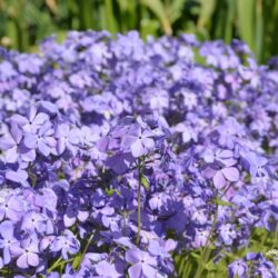 Phlox divaricata Blue Moon