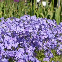 Phlox divaricata Blue Moon