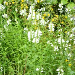 Physostegia virginiana Alba