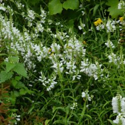 Physostegia virginiana Alba