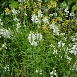 Physostegia virginiana Alba