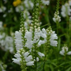 Physostegia virginiana Alba