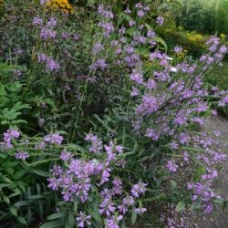 Physostegia virginiana Bouquet Rose