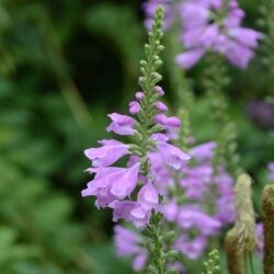 Physostegia virginiana Bouquet Rose