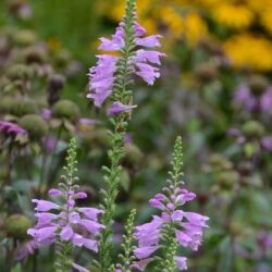 Physostegia virginiana Bouquet Rose