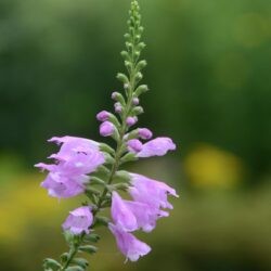 Physostegia virginiana Bouquet Rose