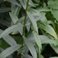 Physostegia virginiana Bouquet Rose