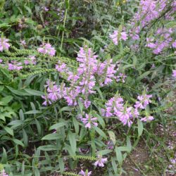 Physostegia virginiana Bouquet Rose