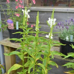 Physostegia virginiana Summer Snow