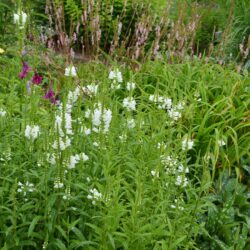 Physostegia virginiana Summer Snow