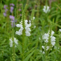 Physostegia virginiana Summer Snow