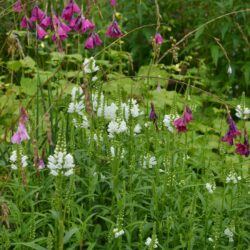 Physostegia virginiana Summer Snow