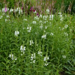 Physostegia virginiana Summer Snow