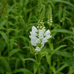 Physostegia virginiana Summer Snow