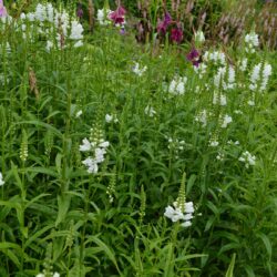 Physostegia virginiana Summer Snow