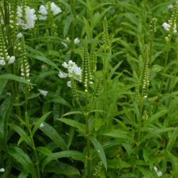 Physostegia virginiana Summer Snow