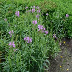 Physostegia virginiana Vivid