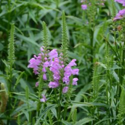 Physostegia virginiana Vivid