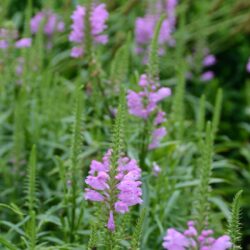 Physostegia virginiana Vivid