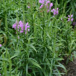 Physostegia virginiana Vivid