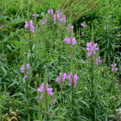 Physostegia virginiana Vivid