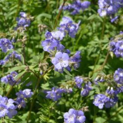 Polemonium caeruleum