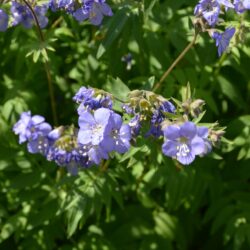 Polemonium caeruleum