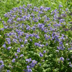 Polemonium caeruleum