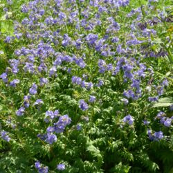 Polemonium caeruleum