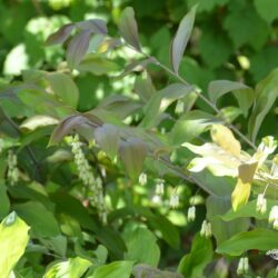 Polygonatum hybridum Betberg