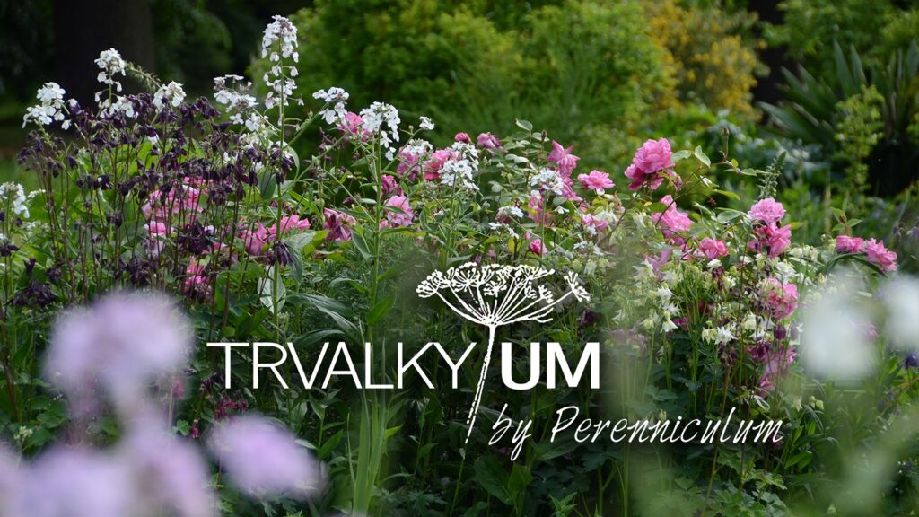 trvalkyum