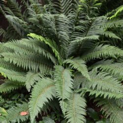 Polystichum setiferum Proliferum