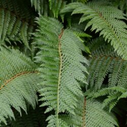 Polystichum setiferum Proliferum