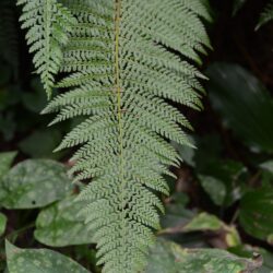 Polystichum setiferum Proliferum