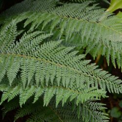 Polystichum setiferum Proliferum