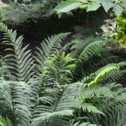 Polystichum setiferum Proliferum