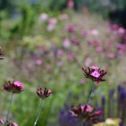 Dianthus carthusianorum