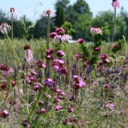 Dianthus carthusianorum