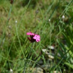 Dianthus carthusianorum