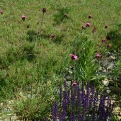 Dianthus carthusianorum