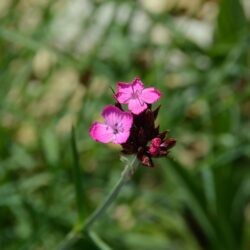 Dianthus carthusianorum